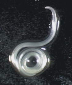 Anisakis simplex worm